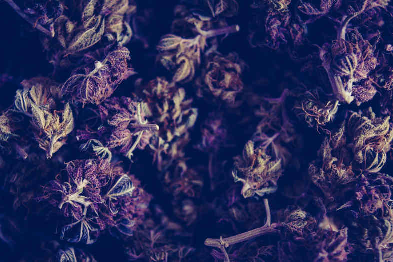 Was ist THC