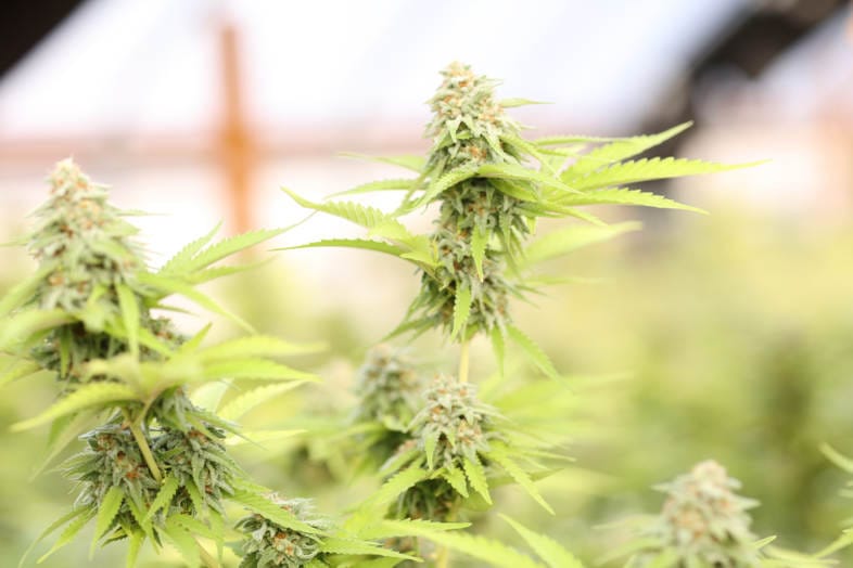 THC und CBD