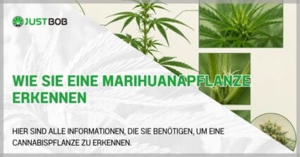 Wie Sie eine Marihuanapflanze erkennen