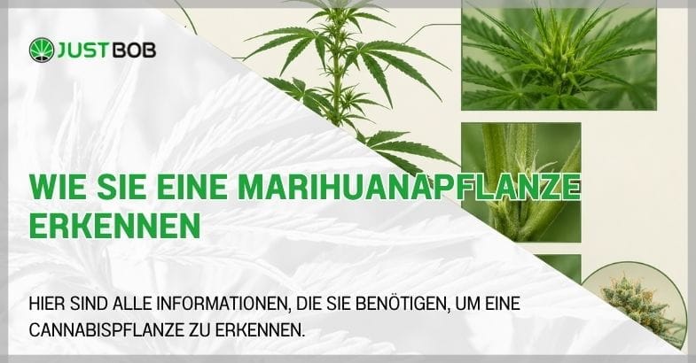 Wie-Sie-eine-Marihuanapflanze-erkennen Wie Sie eine Marihuanapflanze erkennen