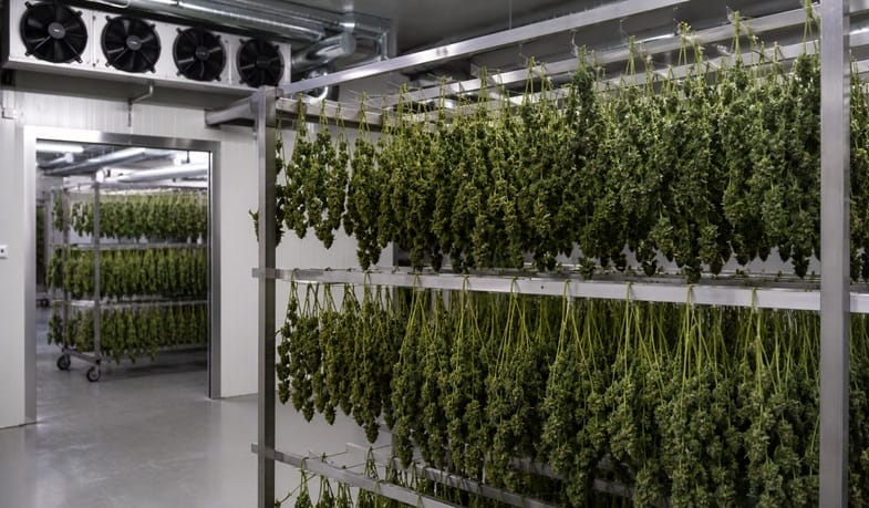 industriellen-prozessen-von-cannabis Industrielle Cannabis Trocknung: So läuft es ab