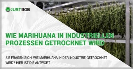 Wie Marihuana in industriellen Prozessen getrocknet wird