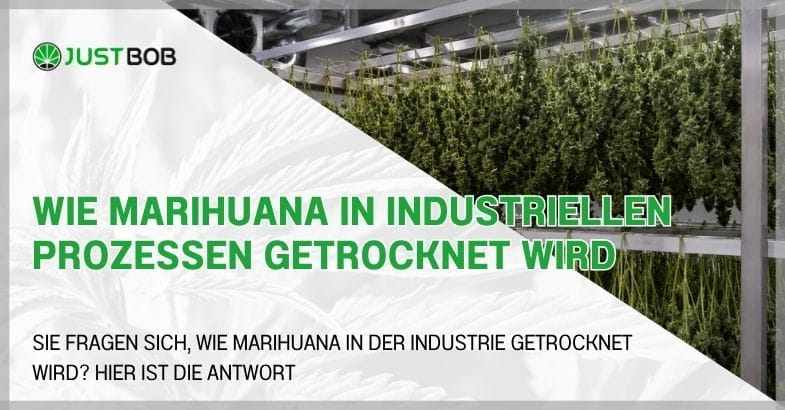 marihuana-in-industriellen-prozessen Wie Marihuana in industriellen Prozessen getrocknet wird